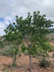Entandrophragma caudatum