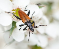 Lepturidea deplanchei