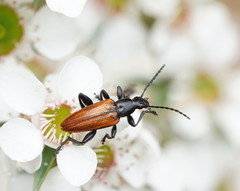 Lepturidea deplanchei