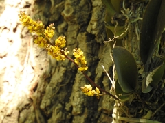 Trichocentrum pumilum