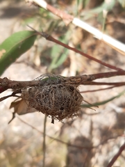 Opodiphthera eucalypti
