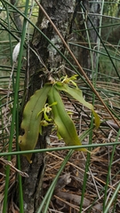 Sarcochilus parviflorus