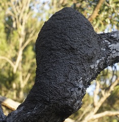 Nasutitermes walkeri