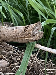 Myocastor coypus