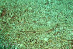 Platycephalus caeruleopunctatus