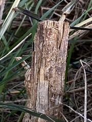 Myocastor coypus