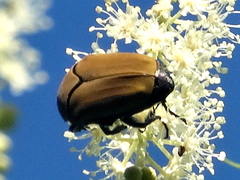 Hologymnetis cinerea