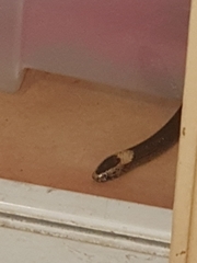 Cacophis harriettae