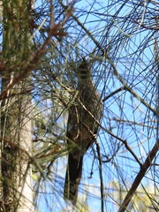 Anthochaera chrysoptera