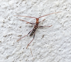 Clytocera chionospila