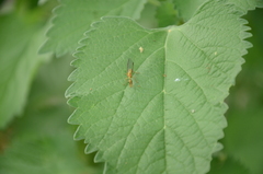 Spaminta minjerribae