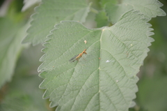 Spaminta minjerribae