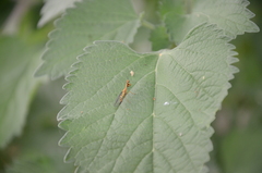 Spaminta minjerribae