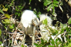 Bubulcus ibis coromandus