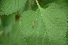 Spaminta minjerribae