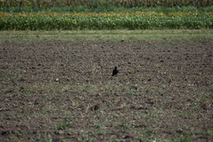 Corvus cornix × corone