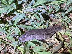 Urocyclus kirkii