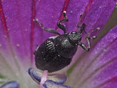 Zacladus geranii