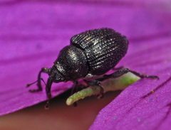 Zacladus geranii