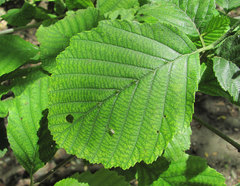 Alnus glutinosa barbata