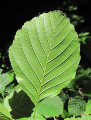 Alnus glutinosa barbata