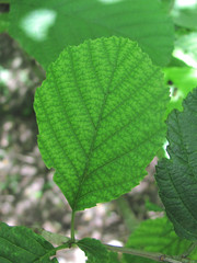 Alnus glutinosa barbata