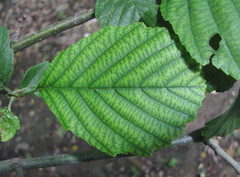 Alnus glutinosa barbata