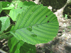 Alnus glutinosa barbata