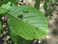 Alnus glutinosa barbata