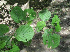 Alnus glutinosa barbata