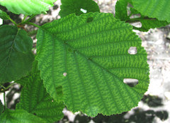 Alnus glutinosa barbata