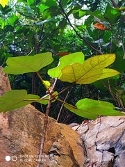 Ficus grossularioides