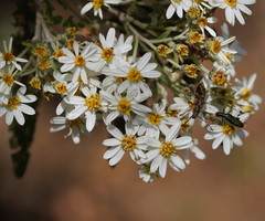 Olearia phlogopappa