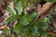Ilex colchica