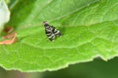 Herina frondescentiae