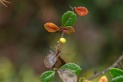 Berberis verruculosa