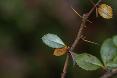 Berberis verruculosa
