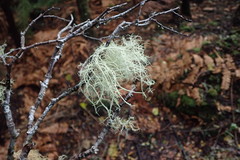 Usnea cornuta