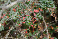 Berberis verruculosa
