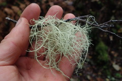 Usnea cornuta