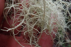 Usnea cornuta