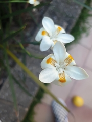 Dietes iridioides