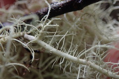 Usnea cornuta