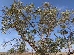Eucalyptus coolabah