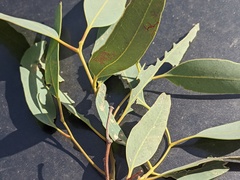 Eucalyptus coolabah