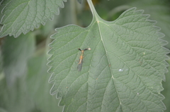 Spaminta minjerribae