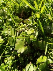 Ranunculus foliosus