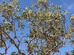 Eucalyptus coolabah