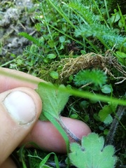 Ranunculus foliosus