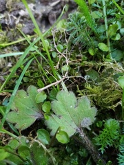 Ranunculus foliosus